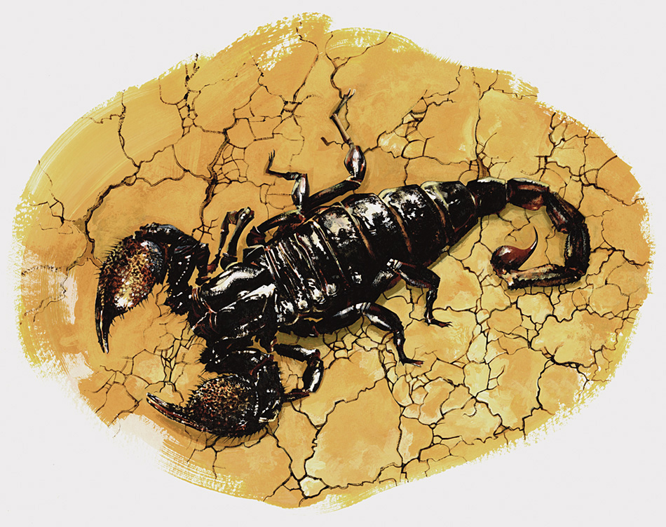 Scorpione
